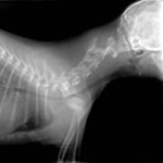 Italian Greyhound x-ray showing broken neck at 8 weeks of age